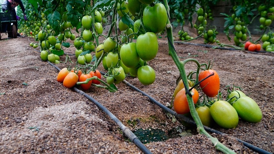 jisa-cultivo-de-tomate-fertilizado-con-abonos-cristalinos|jisa-cultivo-de-citricos-fertilizado-con-abonos-cristalinos|jisa-cultivo-de-ornamentales-fertilizado-con-abonos-cristalinos|jisa fertilizantes-cristalinos